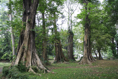 Botanische tuin Bogor