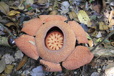 Raflessia bloem Jungle Pangandaran