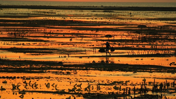 Rote island West Timor.jpg