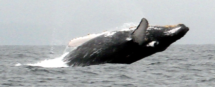 DSC517.jpg