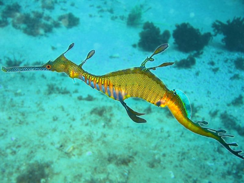 800px-Phyllopteryx_taeniolatus1.jpg