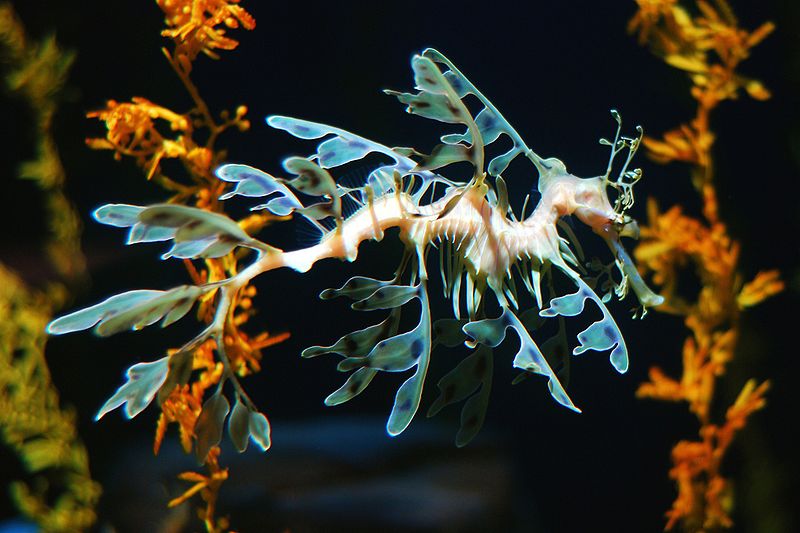 800px-Leafy_Sea_Dragon.jpg