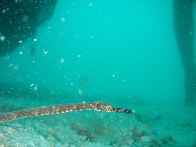 pipefish Koh Tao