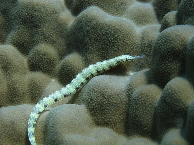 Pipefish , Bohol, Philipines