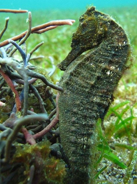 Seahorse, Mindoro, Sabang, Philppines
