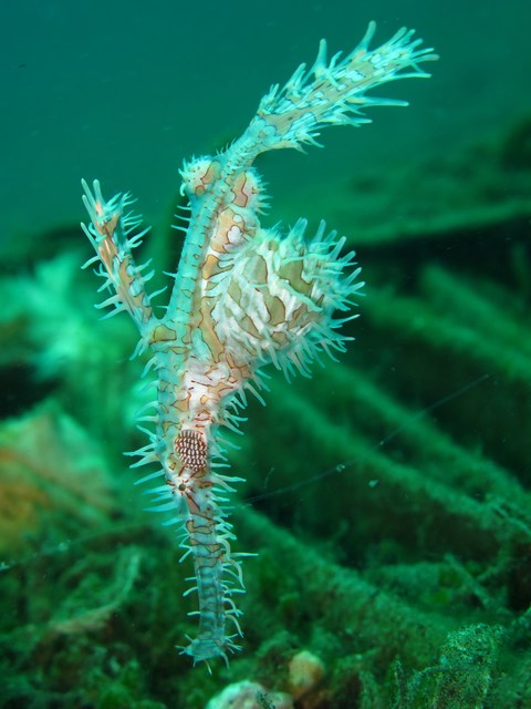 Ghost pipefish, Negros, Dauin, Philippines