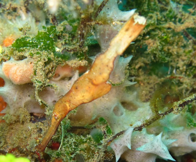 Robust ghost pipefish, Negros, Dauin, Philippines