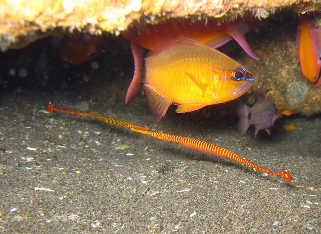 Pipefish, Negros, Dauin, Philippines