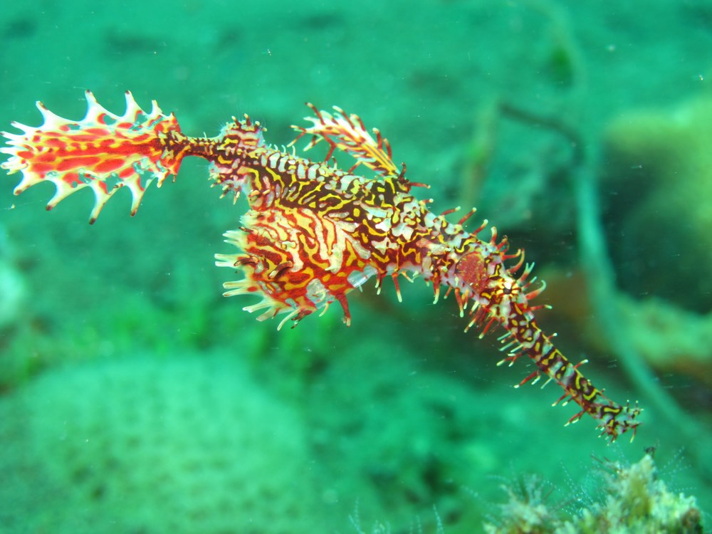 Ghost pipefish, Padre Burgos, Southern Leyte, Philippines