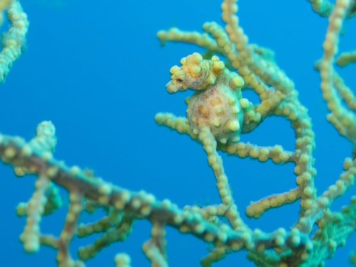 Pregnant Pygmee seahorse. Padre Burgos, Souther Leyte, Philippines