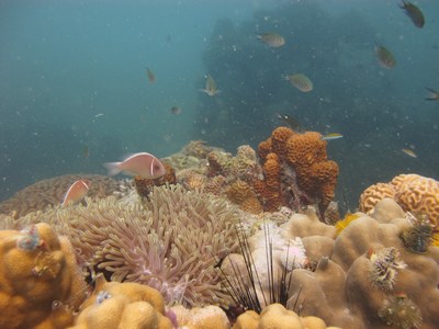 Onderwater Tafereeltje, Koh Tao