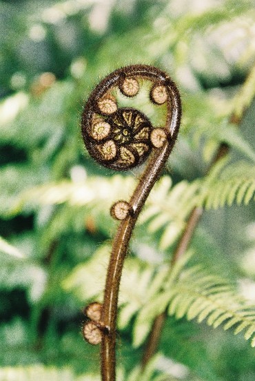 Fern.JPG