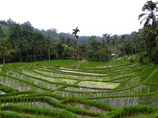 indoaus 058.jpg