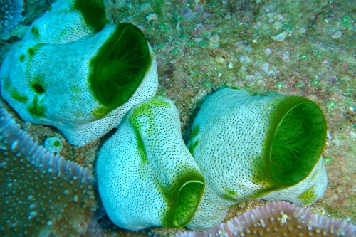 koraal (500x333).jpg